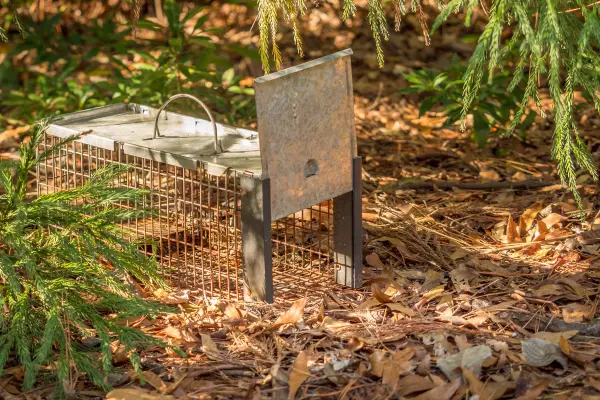 A wildlife trapping device placed in a woody area