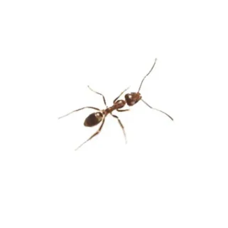 Argentine Ant on a white background
