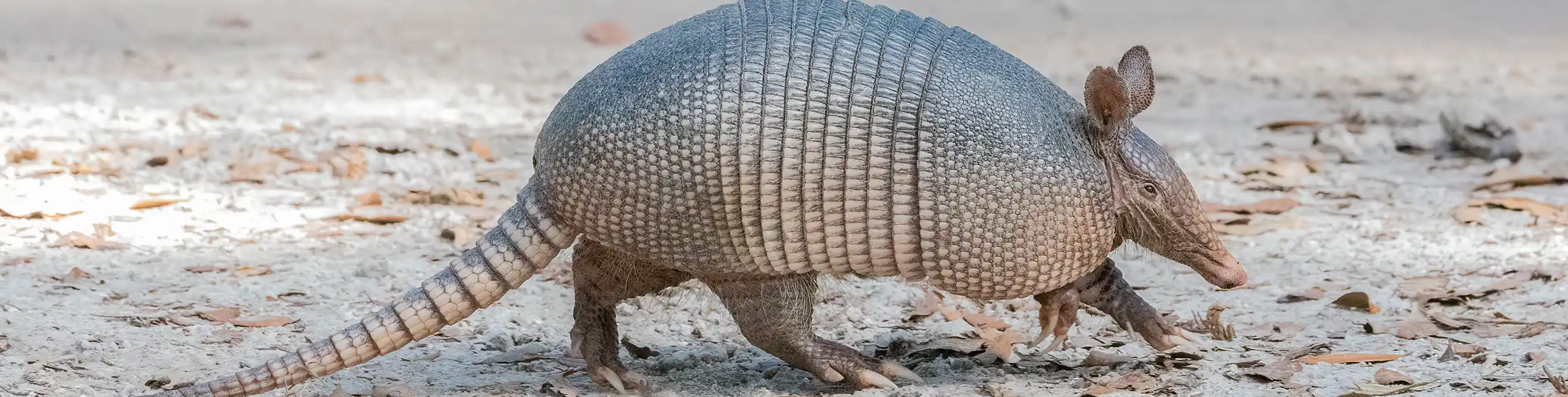 Armadillo walking on a flat dirt ground | Xceptional Wildlife Removal serving Virginia