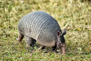 Armadillo Facts in your area