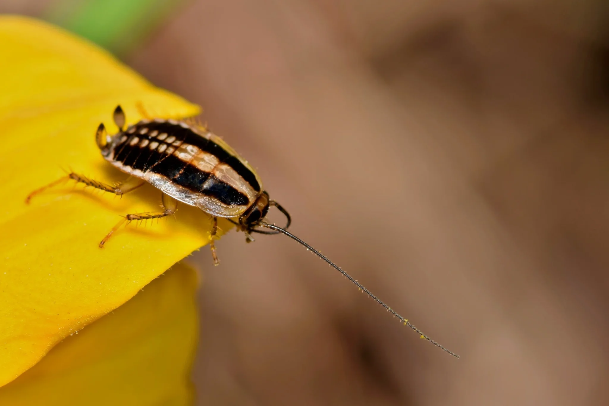 Asian cockroach on a bright colored leaf