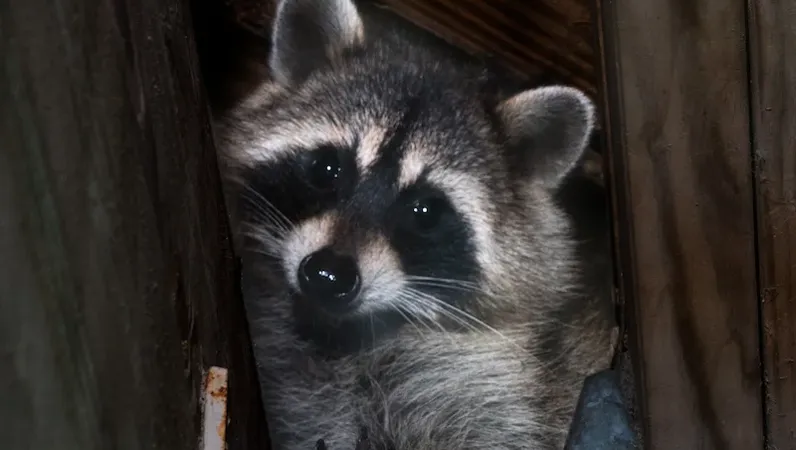 What’s That Sound? A Guide to Pest and Wildlife Noises You Might Hear in Your House