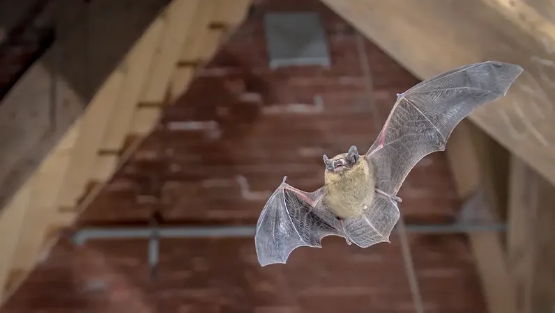 A bat flying inside an attic.