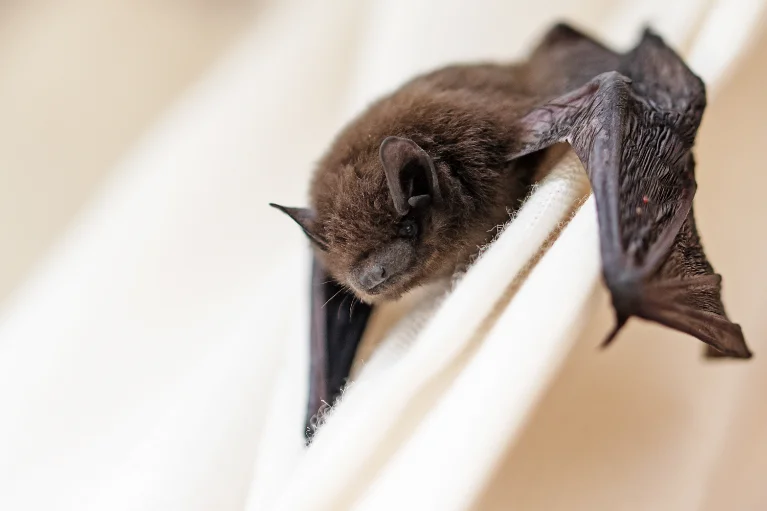 Bat Behavior in your area