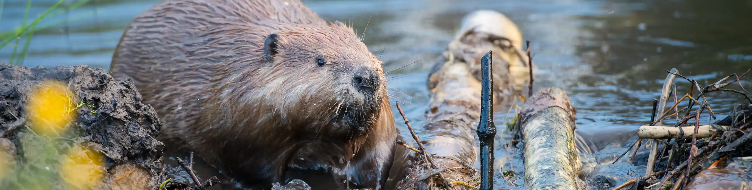 Beaver in the water on the beach of a river