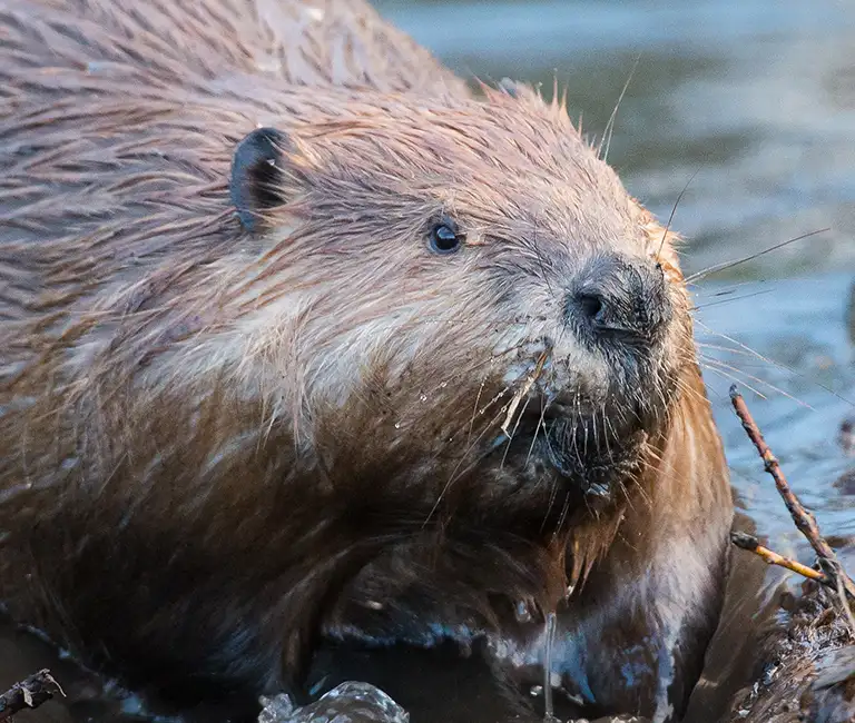 Beaver in the water on the beach of a river