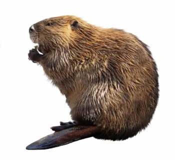 Brown beaver on a white background