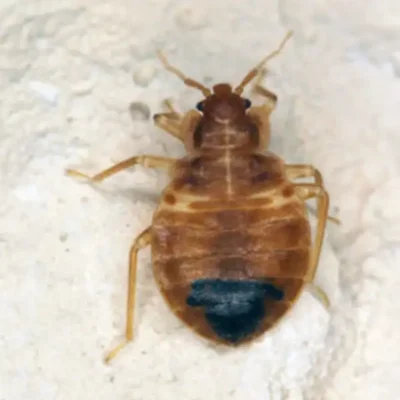 Close up of a bed bug on a white surface