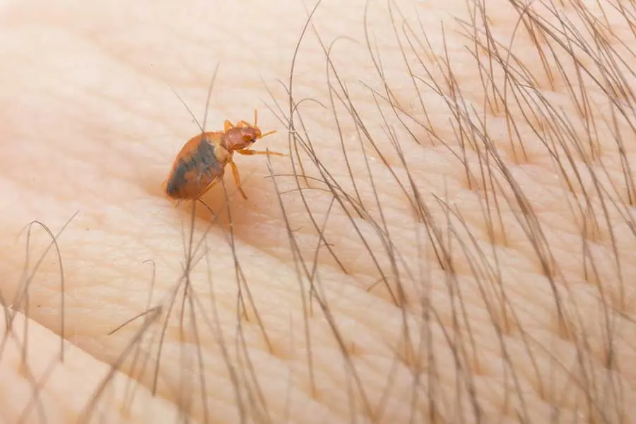 Closeup of a bed bug on a person's hand