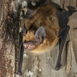 Big Brown Bat hanging upside-down from tree bark - Keep big brown bats away from your home with Xceptional Wildlife Removal in Virginia