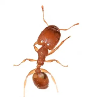 Big headed ant on a white background