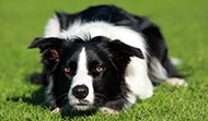 Black and white dog crouched in grass