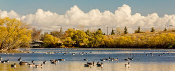 Ducks gathered at a lake