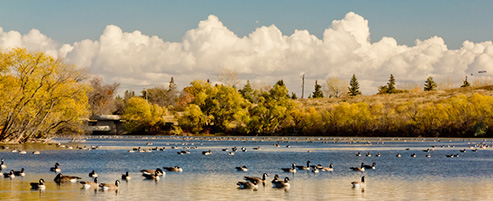 A flock of Canada Goose gathered at a lake