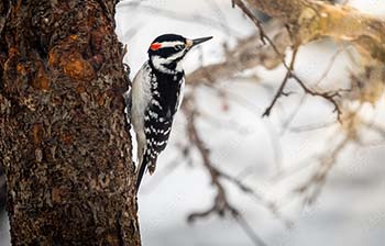 A bird perched on the side of a tree in the snowy winter - commercial bird control in Virginia | Xceptional Wildlife Removal