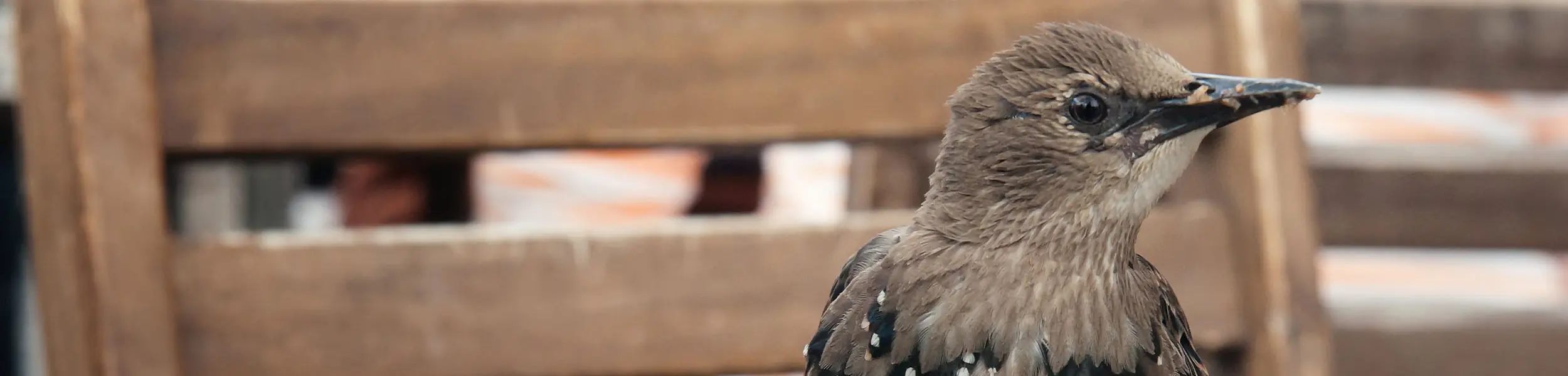 Bird outside of a building | keep birds away from your home with Exceptional Wildlife Removal in Virginia