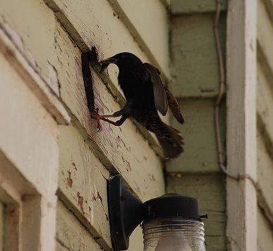 Bird on the side of a building entering a vent