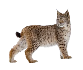 Bobcat on white background. Bobcats pose a threat to livestock and pets. Contact Xceptional Wildlife Removal to keep bobcats away from your property.