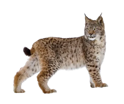 Bobcat on white background. Bobcats pose a threat to livestock and pets. Contact Xceptional Wildlife Removal to keep bobcats away from your property.