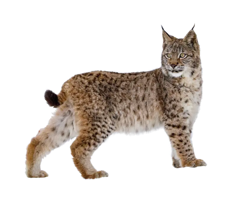 Bobcat on white background. Bobcats pose a threat to livestock and pets. Contact Xceptional Wildlife Removal to keep bobcats away from your property.