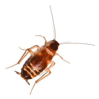 Brown banded cockroach on a white background