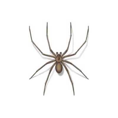 Brown recluse spider on a white background