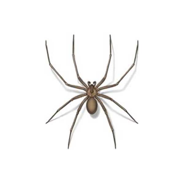 Brown recluse spider on a white background