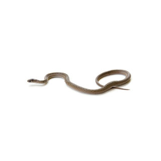 Brown Snake on the ground - keep snakes out of your yard with Xceptional Wildlife Removal in Virginia