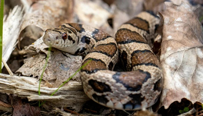 Seen a Brown Snake? Here's What To Do in your area