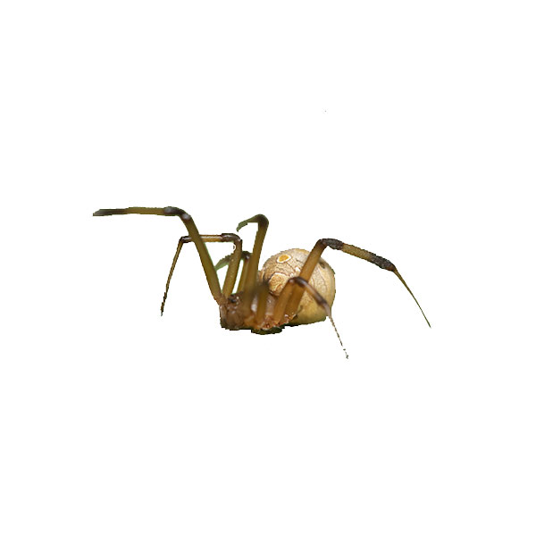 Brown widow spider on a white background