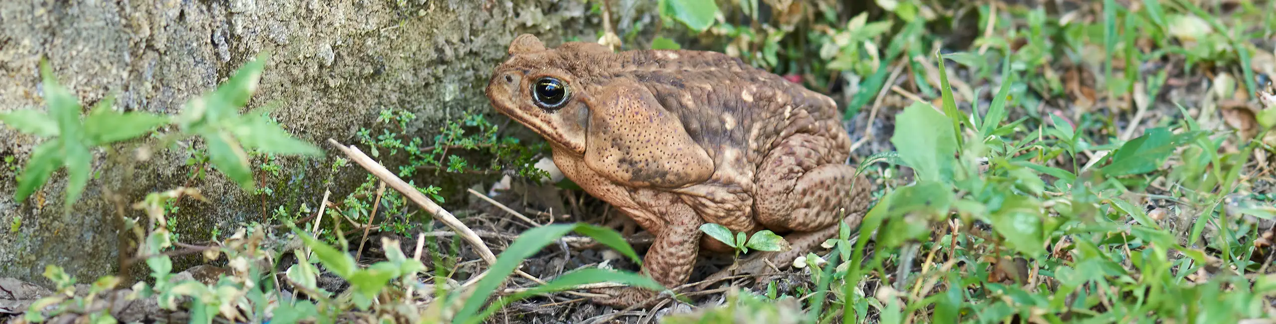 Bufo Cane Toad sitting on the ground surrounded by grass
