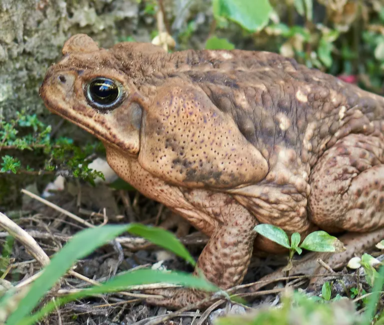 Bufo Cane Toad sitting on the ground surrounded by grass
