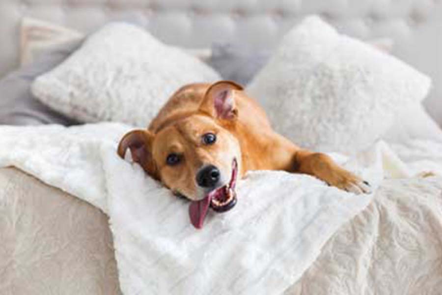 A dog rolling on an unmade bed