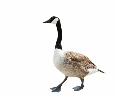 Canadian goose on a white background