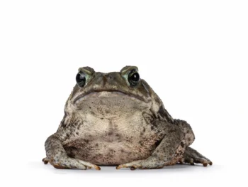 Cane Toad on a white background