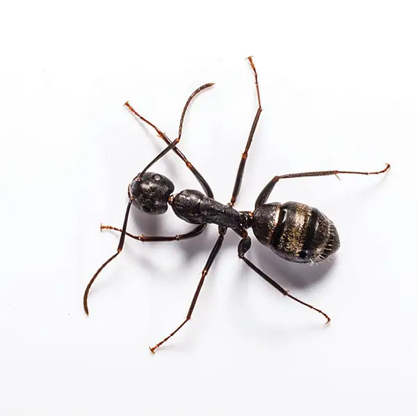 Black carpenter ant on a white background