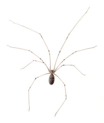 Cellar Spider on a white background