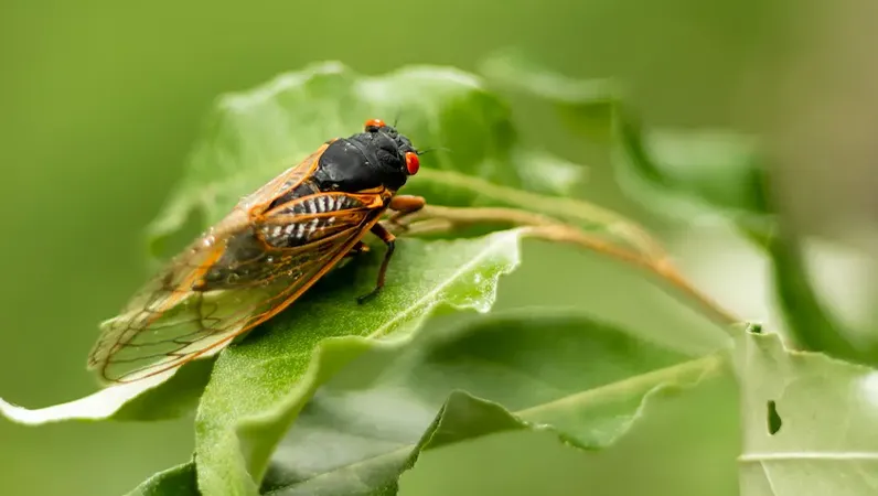 Cicadas in 2025: Preparing Your Home for Brood XIV