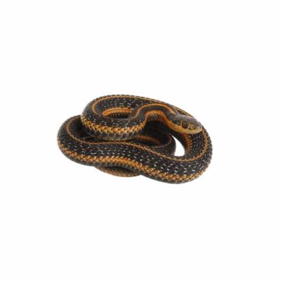 Common Garter Snake coiled on the ground - keep garter snakes out of your garden with Xceptional Wildlife Removal in Virginia