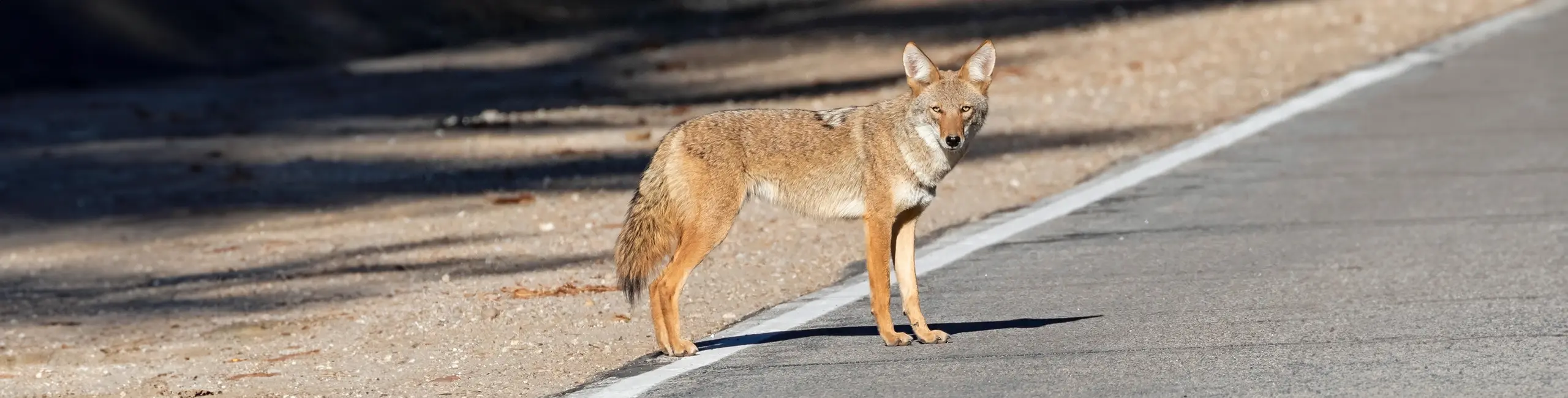 Coyote standing on the side of a road