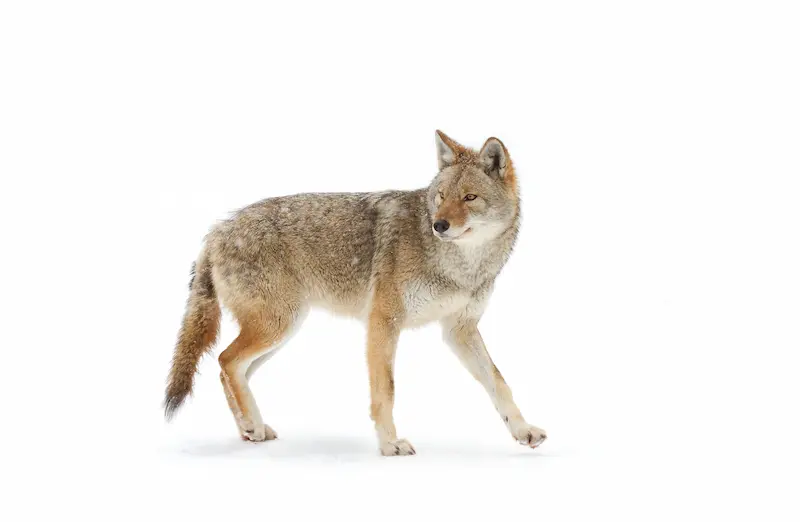 Coyote on a white background