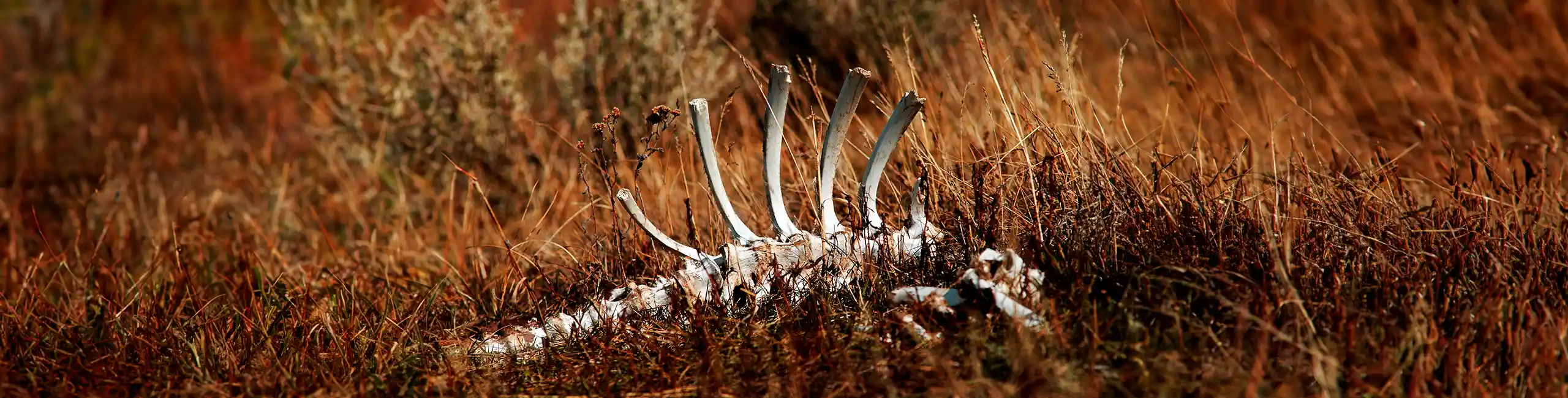 Bones of an animal in a grassy field