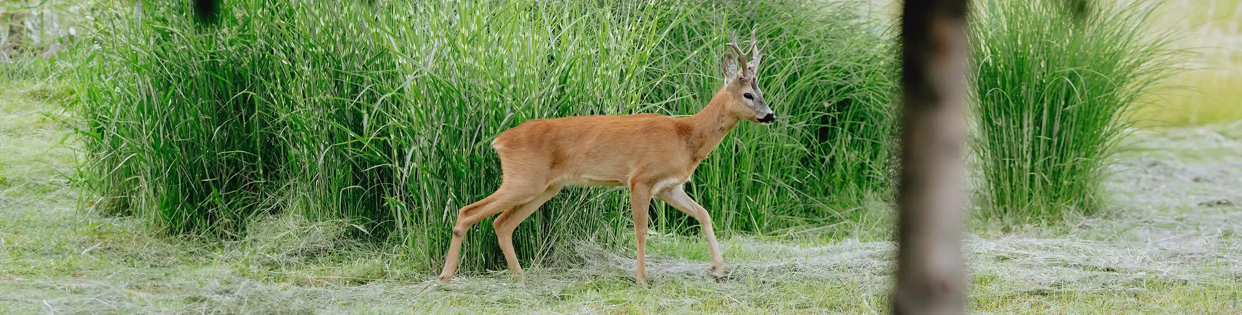 Deer walking in a grassy field