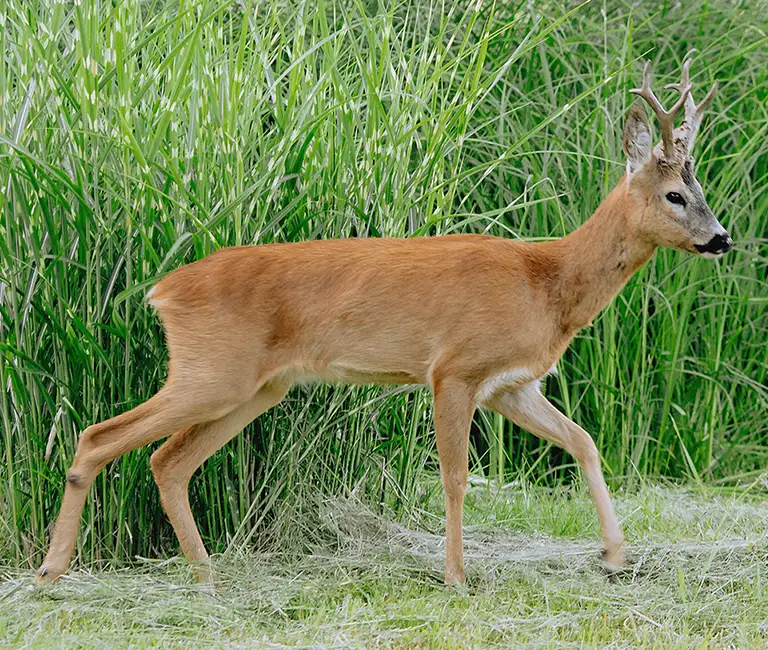 Deer walking in a grassy field