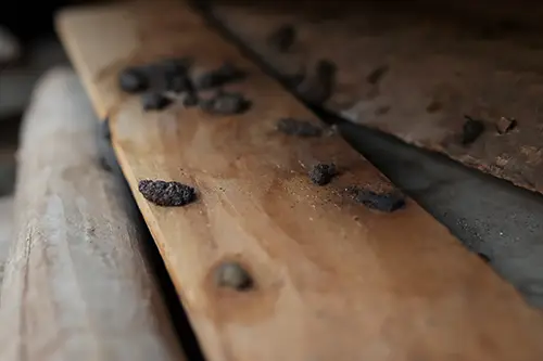 Rodent droppings on a wood plank.