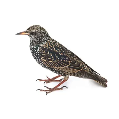 European starling against a white background - Keep starlings away from your home with Xceptional Wildlife Removal in Virginia