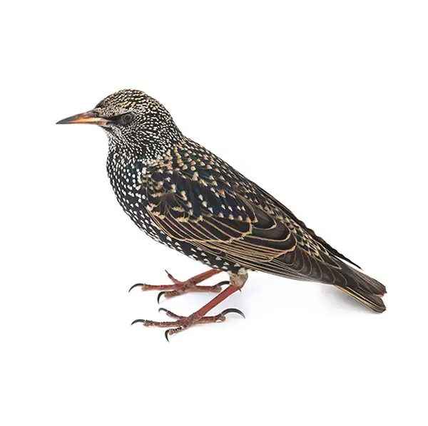 European starling against a white background - Keep starlings away from your home with Xceptional Wildlife Removal in Virginia