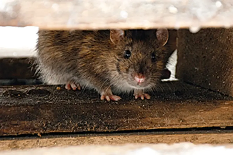 A rodent hiding in a floor gap.