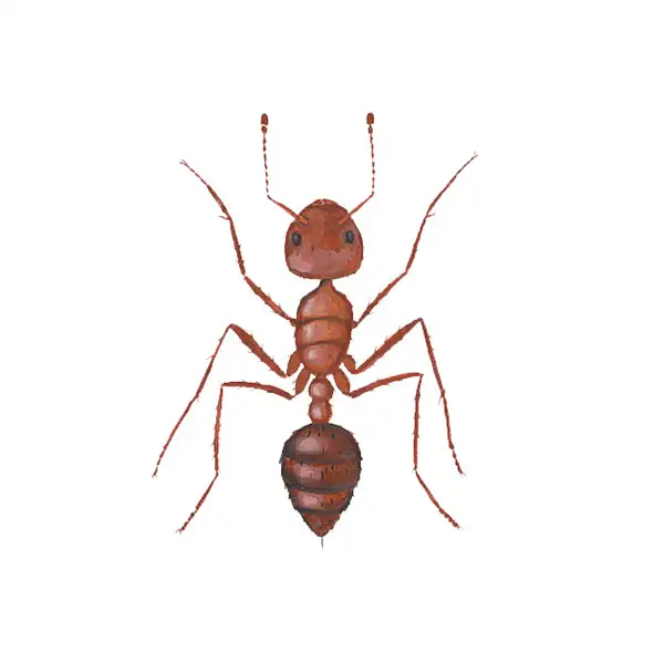 Fire ant on a white background