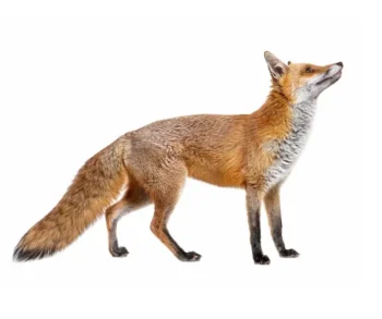 Red fox on a white background